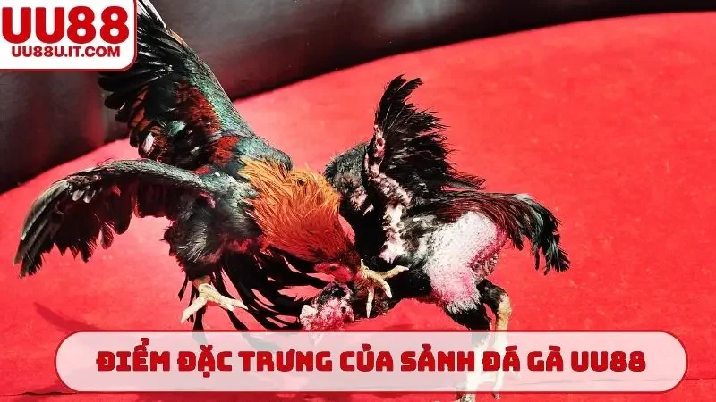 Điểm đặc trưng của sảnh đá gà UU88