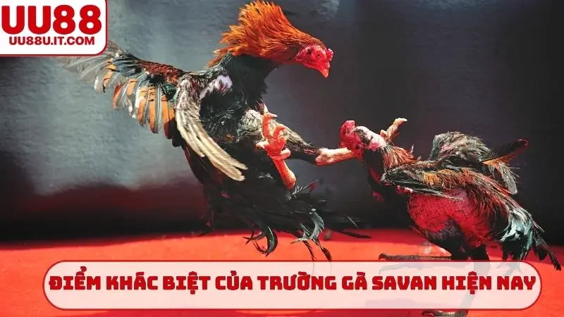 Điểm khác biệt của trường gà Savan hiện nay