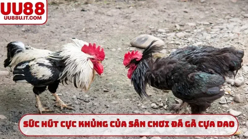 Sức hút cực khủng của sân chơi đá gà cựa dao