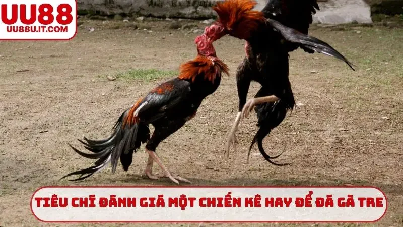 Tiêu chí đánh giá một chiến kê hay để đá gà tre