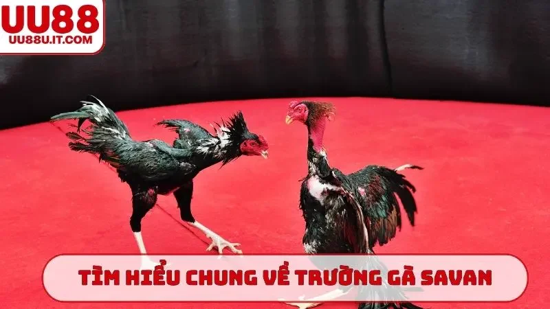 Tìm hiểu chung về trường gà Savan